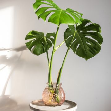 Jättipeikonlehti - Monstera deliciosa