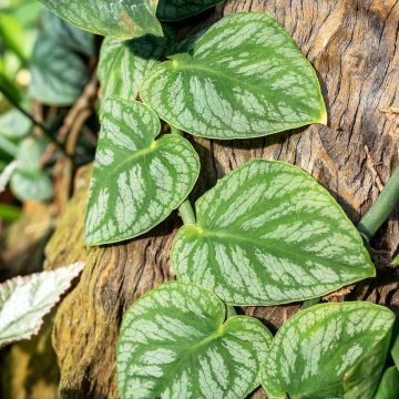 Peikonlehti - Monstera dubia