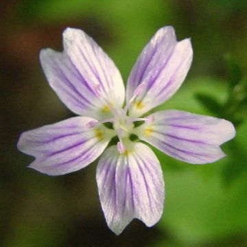 Alaskankleitonia - Claytonia sibirica