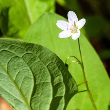 Alaskankleitonia Alba
