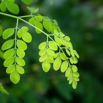 Ceyloninmoringa - Moringa oleifera