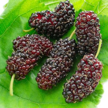 Morus acidosa Mulle
