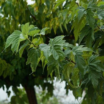 Valkomulperi Fruitless