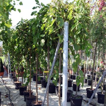 Valkomulperi Pendula