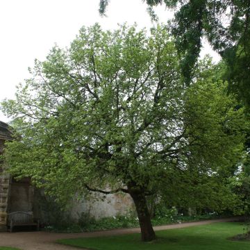 Mustamulperi - Morus nigra