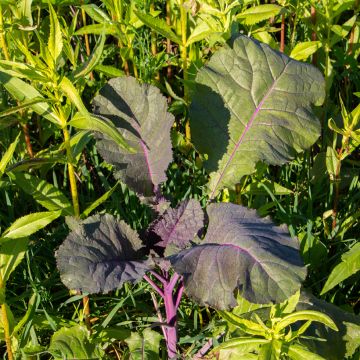 Sareptansinappi luomu - Ferme de Sainte Marthe - Brassica juncea