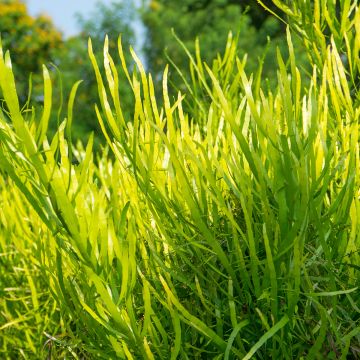 Lankaköynnös - Muehlenbeckia platyclada