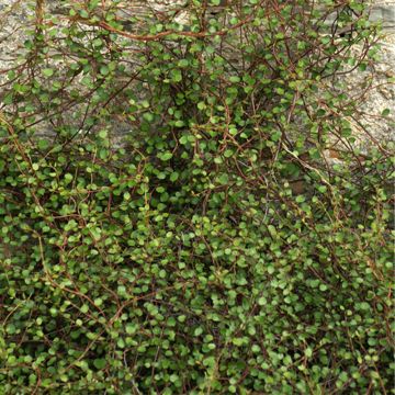 Kietolankaköynnös - Muehlenbeckia complexa