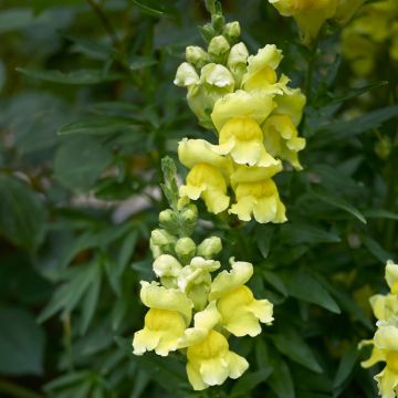 Leijonankita Dazzling Lips Lemon