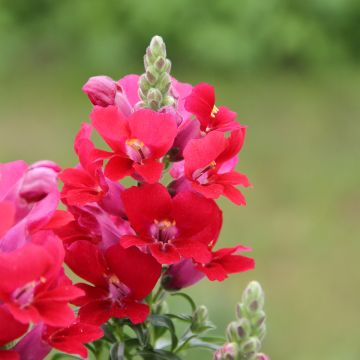 Leijonankita Dazzling Lips Red