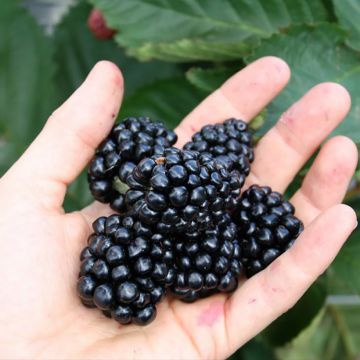 Tarhakarhunvatukka (karhunvadelma) Direttissima Montblanc