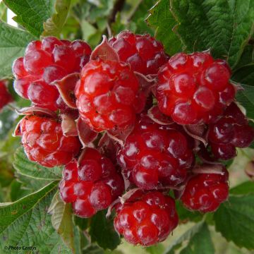 Tarhakarhunvatukka (karhunvadelma) Dorman Red