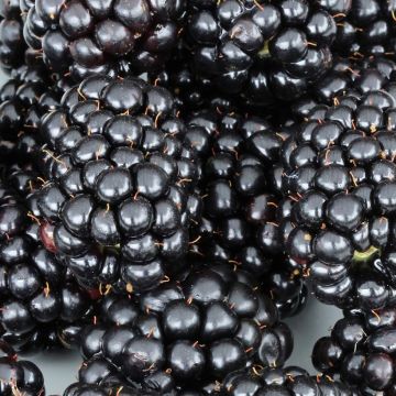 Tarhakarhunvatukka (karhunvadelma) Black Cascade