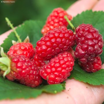 Teivadelma tayberry Bounty Berry