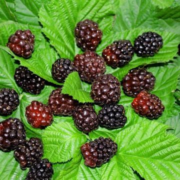 Boysenmarja Boysenberry