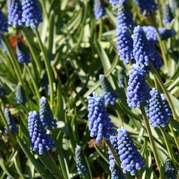 Turkinhelmililja Blue Magic