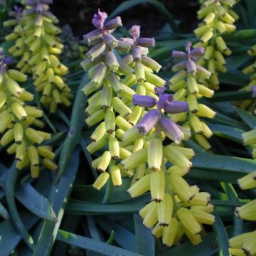 Helmililja Golden fragrance