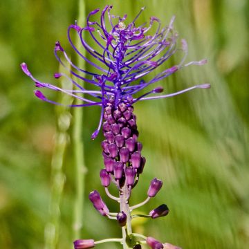 Töyhtöhelmililja - Muscari comosum