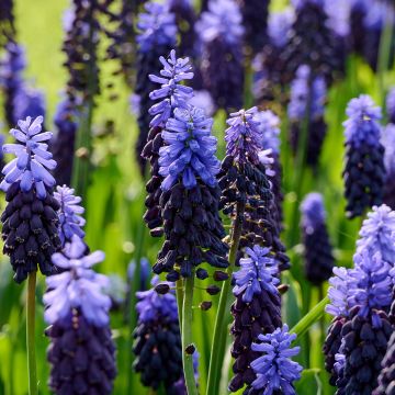 Isohelmililja - Muscari latifolium