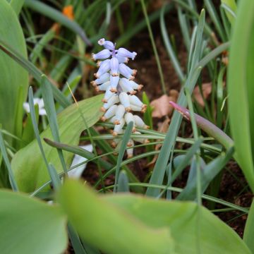 Myskihelmililja - Muscari racemosum