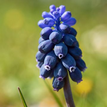 Terttuhelmililja - Muscari neglectum
