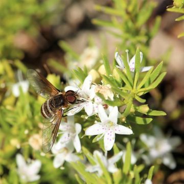 Myoporum parvifolium Fleurs blanches