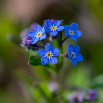 Puistolemmikki Blue Sylva