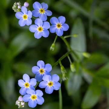 Luhtalemmikki - Myosotis scorpioides