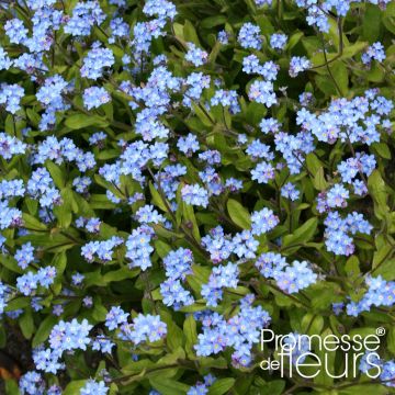 Puistolemmikki Savoie Blue
