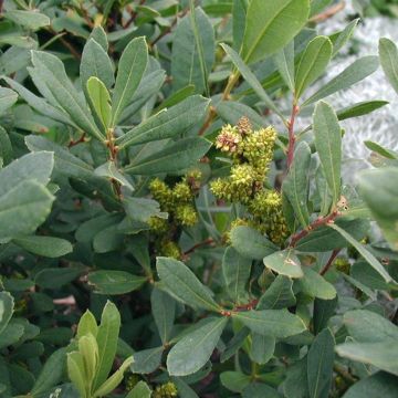 Suomyrtti - Myrica gale