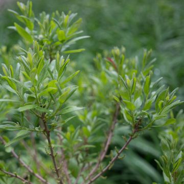 Norkkomyrti - Myrica pensylvanica