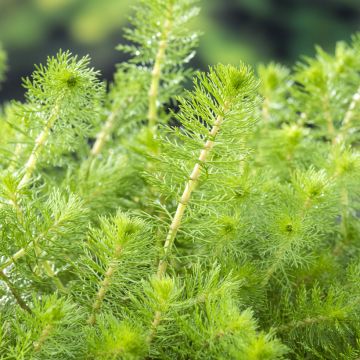 Ärviä - Myriophyllum crispata