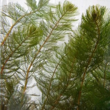 Tähkä-ärviä - Myriophyllum spicatum