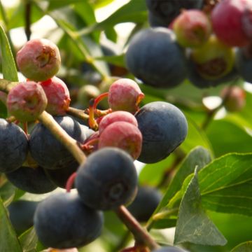Hietamustikka Brazelberry Berrybux