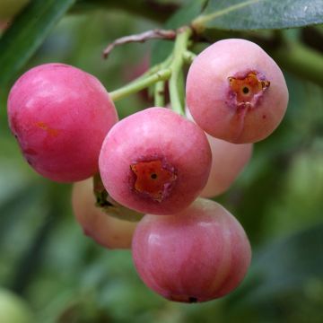 Pensasmustikka Pink Berry