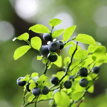 Mustikka (kangasmustikka) - Vaccinium myrtillus