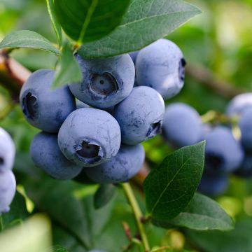 Pensasmustikka Lucky Berry