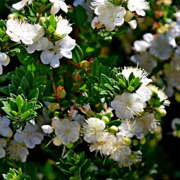 Myrtti - Myrtus communis subsp. tarentina