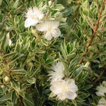 Myrtti Variegata