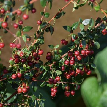 Myrti - Myrtus ugni