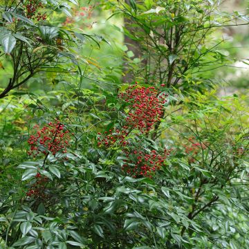 Pyhä bambu - Nandina domestica