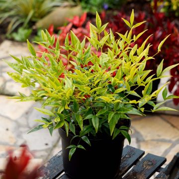Pyhä bambu Brightlight