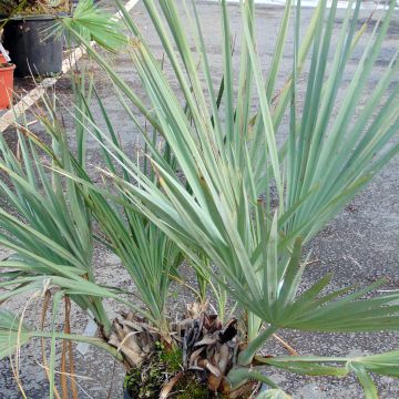 Nannorrhops ritchiana Silver