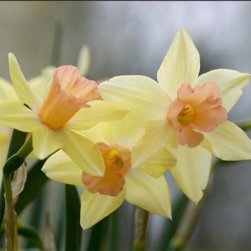 Nunnannarsissi Blushing Lady