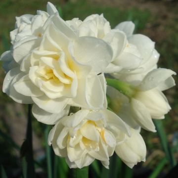 Sarjatasetti Erlicheer