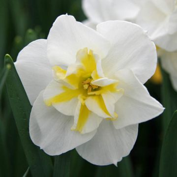 Torvinarsissi Lemon Beauty