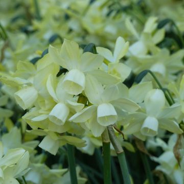 Orkideanarsissi Moonlight Sensation
