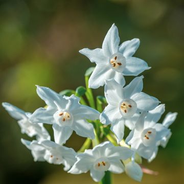 Vititasetti Paperwhite