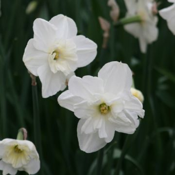Perhosnarsissi Papillon Blanc