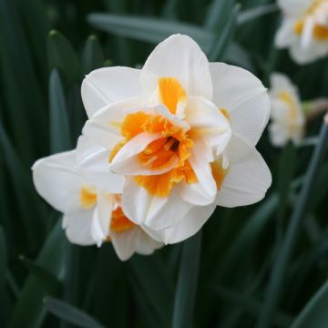 Torvinarsissi Peach Swirl